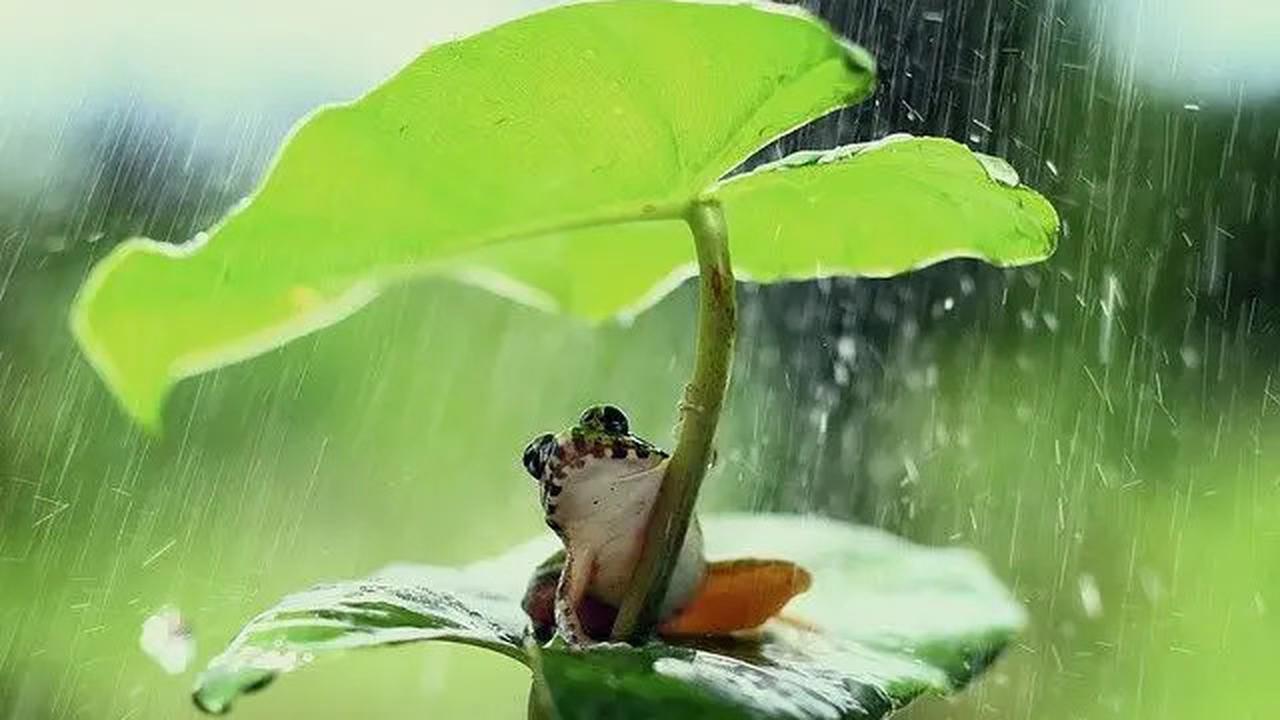 Viral, Seorang Nenek Masuk RS setelah Telan 8 Katak Hidup-Hidup Demi Obati Sakit Punggung