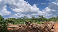 Kondisi kayu bekas tebangan di area konsesi PT HAN di Kabupaten Merangin, Jambi, (5/4/2022). Salah satu korporasi yang begerak dibidang pengembangan tanaman energi biomassa ini gencar menebang kayu alam.