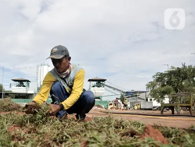 Pekerja menanam rumput saat menyelesaikan proyek revitalisasi Taman Danau Sunter, Jakarta, Senin (9/3/2020). Revitalisasi ini untuk mengubah lahan kosong sekitar Danau Sunter menjadi area pembibitan tanaman, taman interaktif warga, dan destinasi wisata air terpadu. (merdeka.com/Iqbal Nugroho)