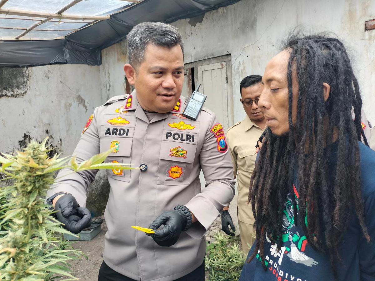 Polisi Gerebek Rumah Kontrakan di Jombang Disulap Jadi Kebun Ganja