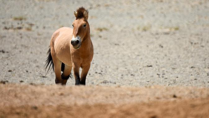 Seekor kuda Przewalski terlihat di Cagar Alam Kalamayli, Daerah Otonom Uighur Xinjiang, China barat laut, pada 3 Juni 2020. (Xinhua/Ding Lei)