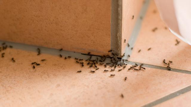 7 Cara Mengusir Semut dengan Bahan Alami yang Bisa Ditemukan di Rumah -  Citizen6 Liputan6.com