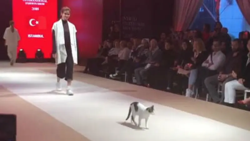 Kucing berlenggok di panggung catwalk Esmond International Fashion Show di Istanbul, Turki (26/10) (Instagram / @hknylcn)