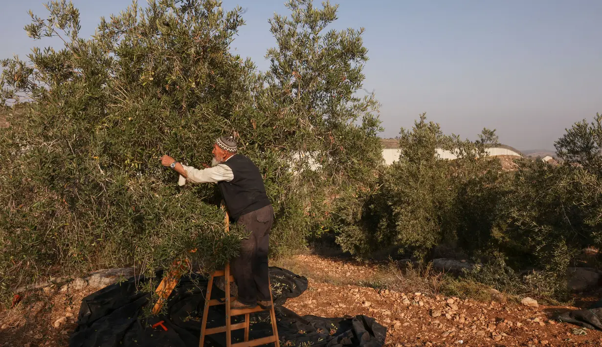Warga Palestina memetik buah zaitun mereka selama musim panen di ladang dekat tembok pemisah Israel yang kontroversial di desa Beit Awwa, sebelah barat kota Hebron, Tepi Barat pada 23 Oktober 2023. (HAZEM BADER/AFP)