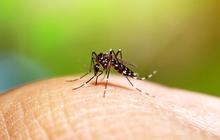 Sering Dianggap Penyakit yang Sama, Ini Perbedaan Malaria dan Demam Berdarah