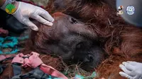 Orang Utan Sampurna Lemas Dikepung Kebakaran Hutan
