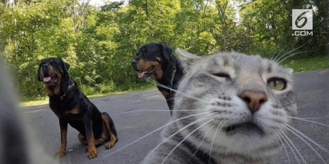 VIDEO: Viral, Kucing Narsis yang Hobi Selfie