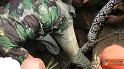 Penangkapan Ular Sanca