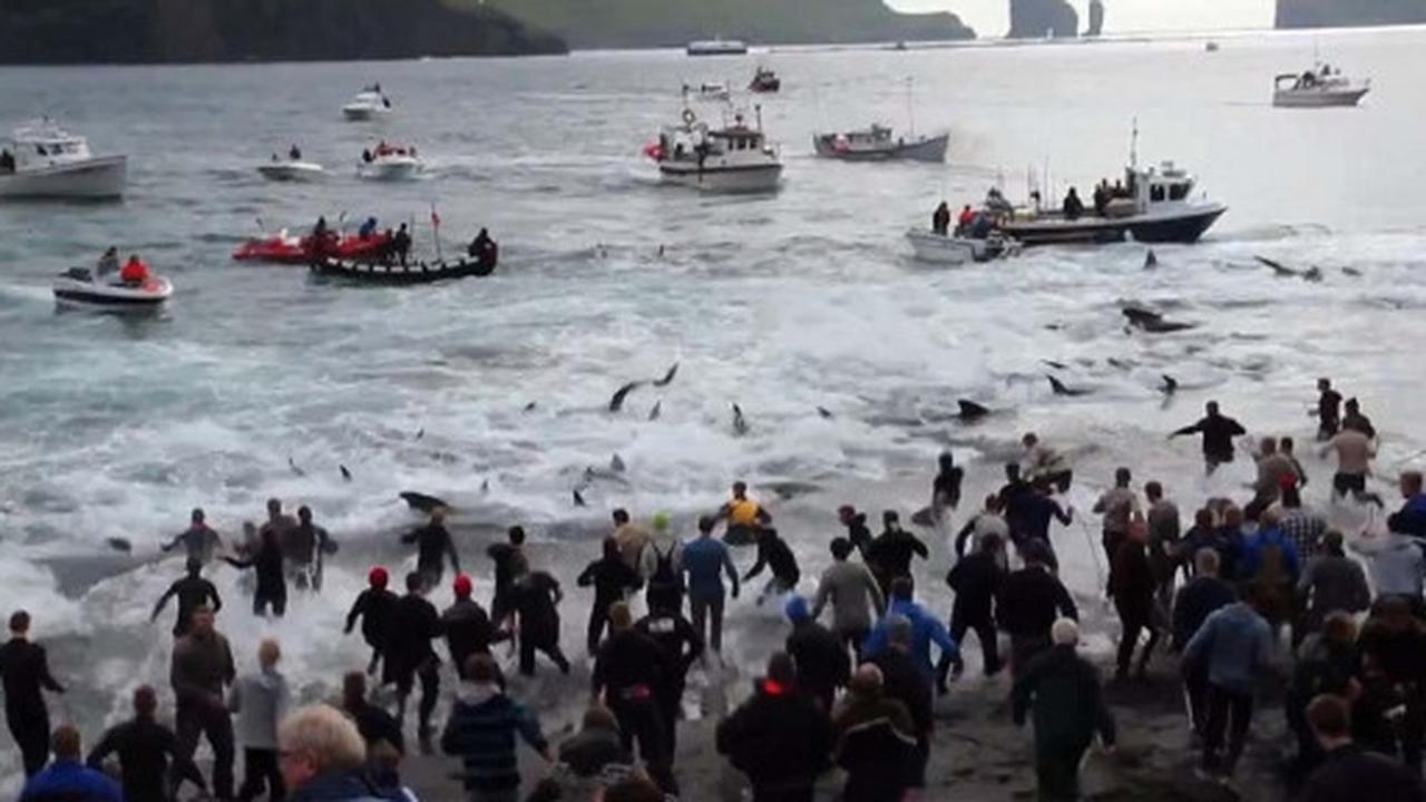 Sadisnya tradisi berburu ratusan paus di Kepulauan Faroe