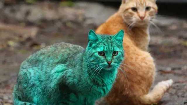 6 Potret Kucing dengan Warna Bulu Nyeleneh, Lucu Tapi Bikin Kasihan