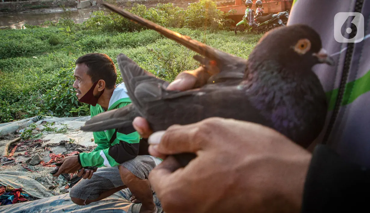 Warga bersiap melatih burung merpati balap pada sore hari di pinggiran Kanal Banjir Barat, Petamburan, Jakarta, Jumat (25/9/2020). Kegiatan tersebut dimanfaatkan warga untuk mengisi waktu luang saat pemberlakuan Pembatasan Sosial Berskala Besar (PSBB) Jakarta. (Liputan6.com/Faizal Fanani)