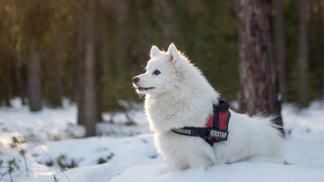 Samoyed
