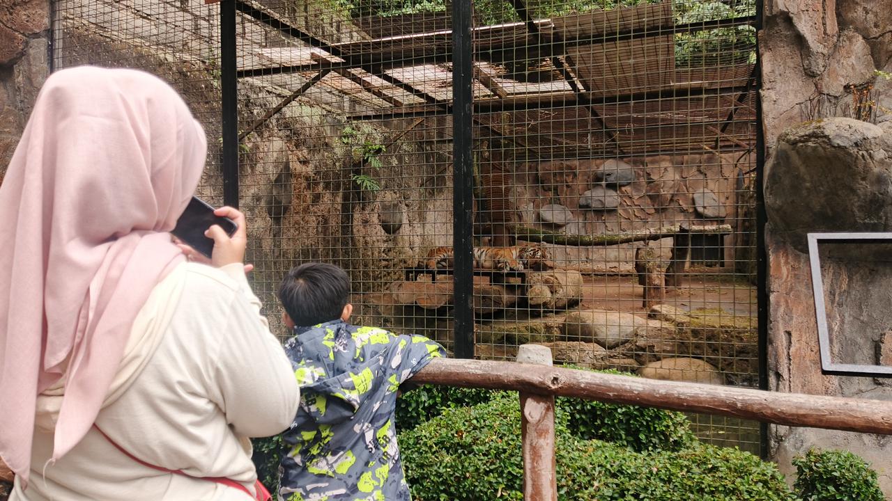 Masih Ada Satwa Diduga Stres, Kunjungan Publik ke Bandung Zoo Tuai Kritik