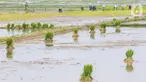 Petani menyiapkan lahan persawahan sebelum ditanami bibit padi di Tangerang Selatan, Jumat (15/10/2020). Guna mendorong masyarakat untuk berinovasi di masa pandemi pemprov Tangsel berharap masyarakat bisa memanfaatkan lahan pertanian yang bisa mendorong laju pertumbuhan. (Liputan6.com/Fery Pradolo)
