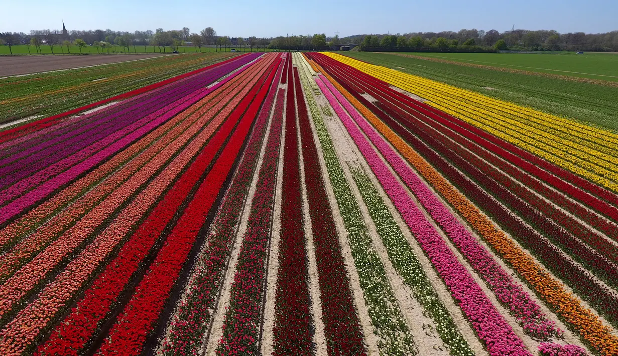 Pandangan udara terlihat ladang bunga tulip saat matahari bersinar di Korschenbroich, Jerman Barat (18/4). Tulip merupakan nama genus untuk 100 spesies tumbuhan berbunga yang termasuk ke dalam keluarga Liliaceae. (AFP Photo/Ina Fassbender)