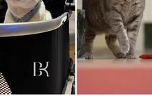 Tak Cuma Bobby Kertanegara, ini Daftar Kucing Beruntung Kesayangan Pemimpin Dunia Bisa Tinggal di Istana
