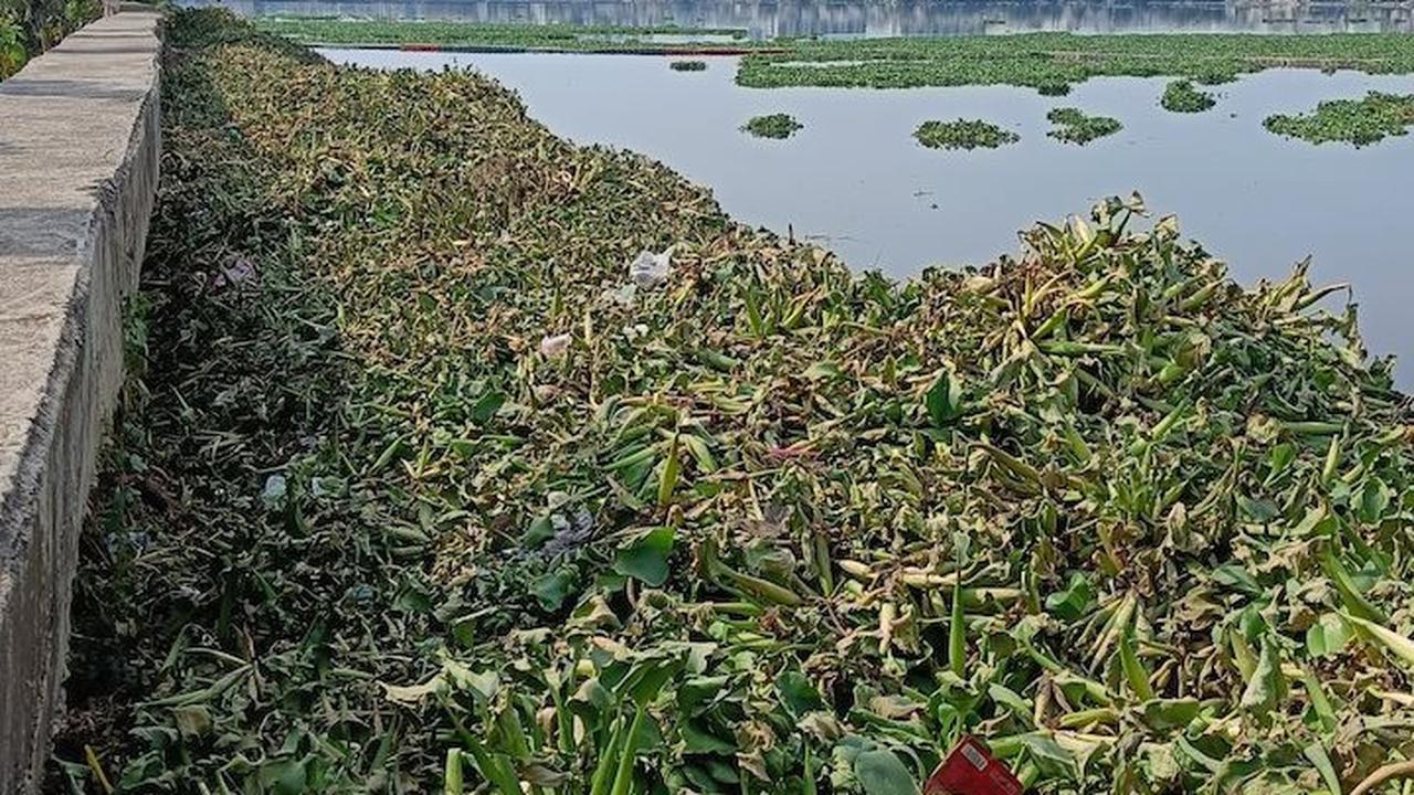Tanaman tersebut memenuhi waduk di sisi bagian barat berhadapan langsung dengan apartemen Pluit dan sisi selatan dekat dengan pemukiman warga.