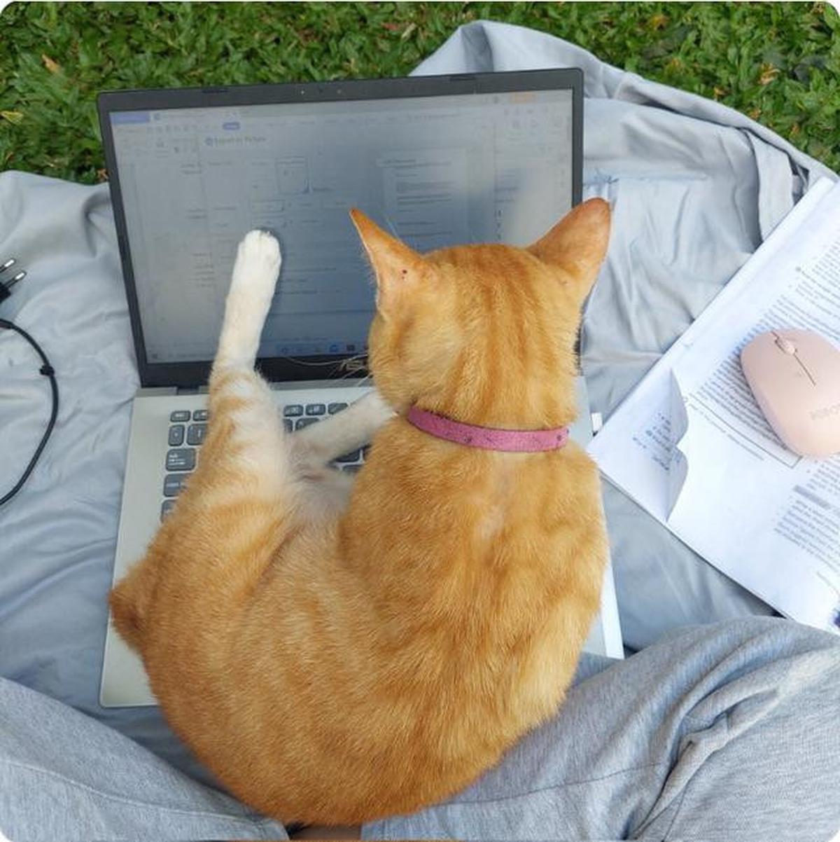 Mengapa Kucing Suka Duduk di Laptop? Ini Penjelasannya