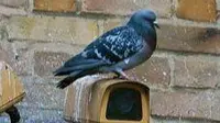 Indian Police Arrest A Pigeon Bird Because They Think It Is A Chinese Spy!