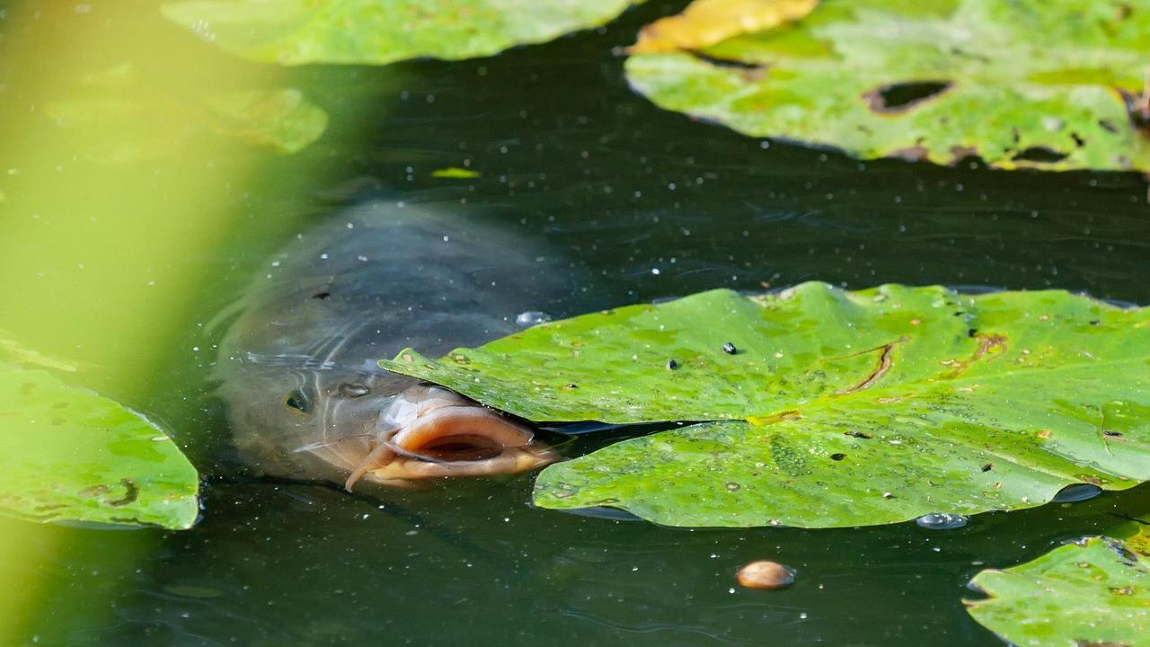 Ilustrasi Ikan Lele