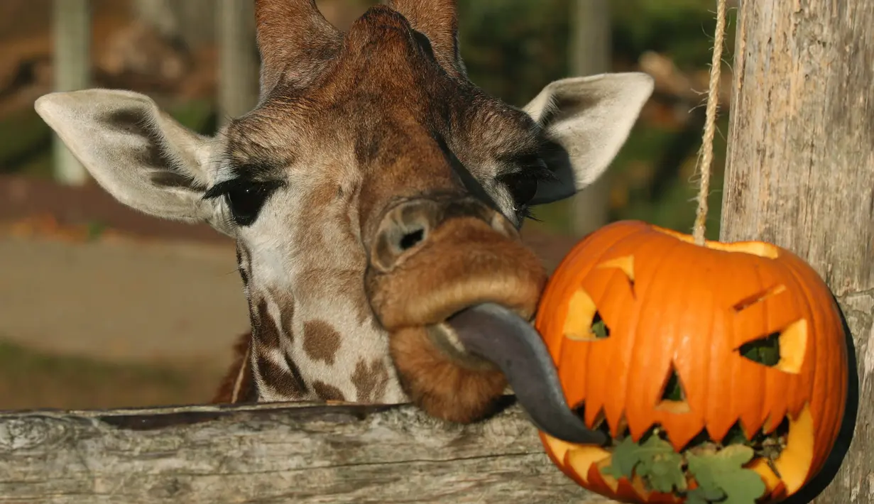 Jerapah makan daun dalam labu untuk merayakan Hari Halloween di Kebun Binatang London, Inggris, Kamis (25/10). (Yui Mok/PA via AP)