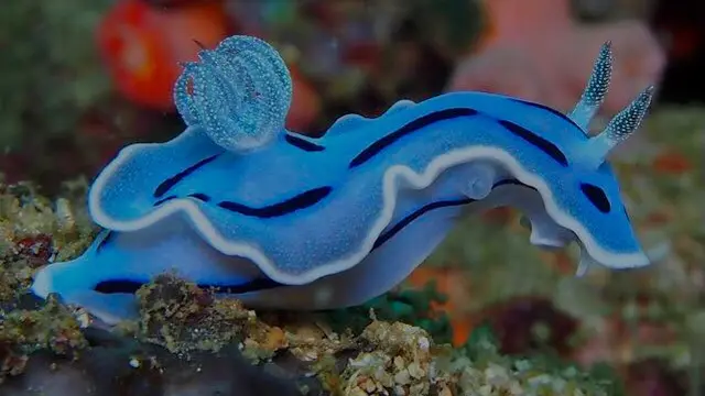makhluk laut cantik