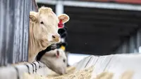 8 Cara Menyimpan Pakan Fermentasi agar Awet hingga 30 Hari, Konsumsi Ternak Bernutrisi