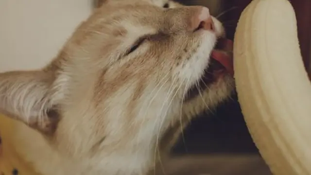 Suka Makan Pisang, Ekspresi Kucing Ini Bikin Gemas Netizen
