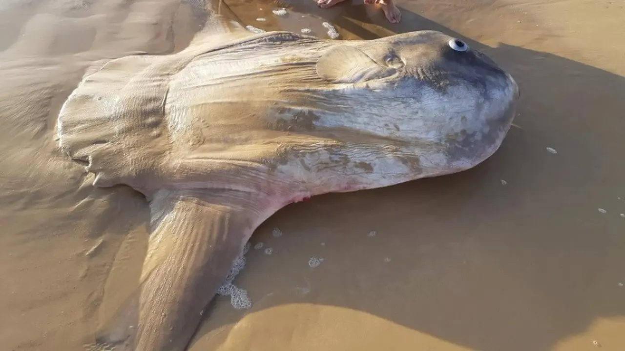 Ikan Ekor Buntung di Australia