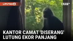 Diduga Kelaparan, Seekor Lutung Ekor Panjang 'Serang' Kantor Camat