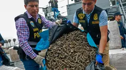 Petugas menunjukkan kuda laut yang disita dari sebuah kapal di Pelabuhan Callao, Peru, Senin (30/9/2019). Kuda laut bernilai lebih dari US 6 juta tersebut akan dijual di Asia. (Peruvian Ministry of Production/AFP)
