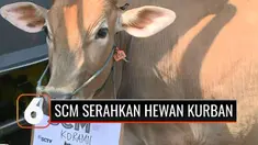 PT Surya Citra Media sebagai induk stasiun televisi SCTV dan Indosiar mempersiapkan hewan kurban untuk menyambut Hari Idul Adha 1442 H. Nantinya hewan kurban yang terdiri dari 8 sapi dan 58 kambing akan dibagikan ke sejumlah wilayah transmisi SCTV da...