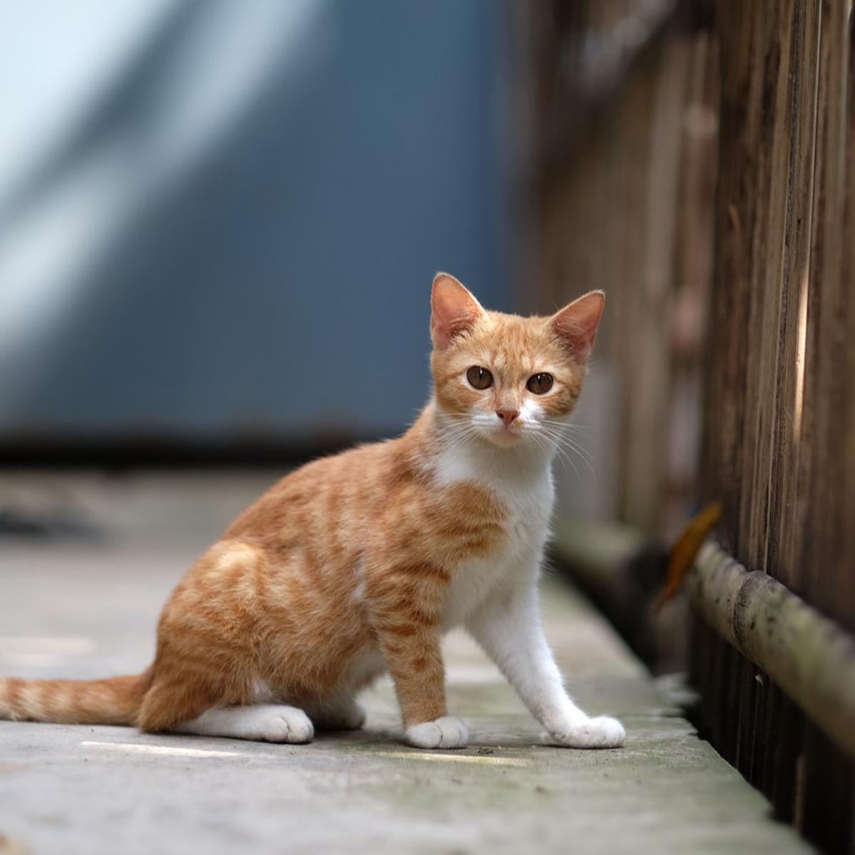 Mitos Dicakar Kucing yang Sering Dipercaya, Pertanda Musibah