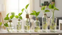 7 Cara Menanam Pothos di Botol Kaca Bekas untuk Dekorasi Rumah