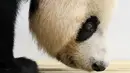 Panda raksasa bernama A'ling beraktivitas dalam kandangnya di sebuah kebun binatang di Anshan, Liaoning, China, Kamis (21/5/2020). Dua panda raksasa bernama A'ling dan Qingcheng akan tampil di hadapan publik usai menjalani fase adaptasi. (Xinhua/Yao Jianfeng)