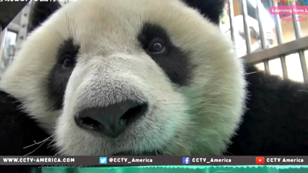 Astaga, Panda Ini Menelan Jarum Suntik *VIDEO