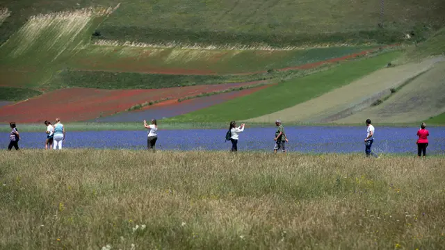 Ladang Bunga Castelluccio di Italia