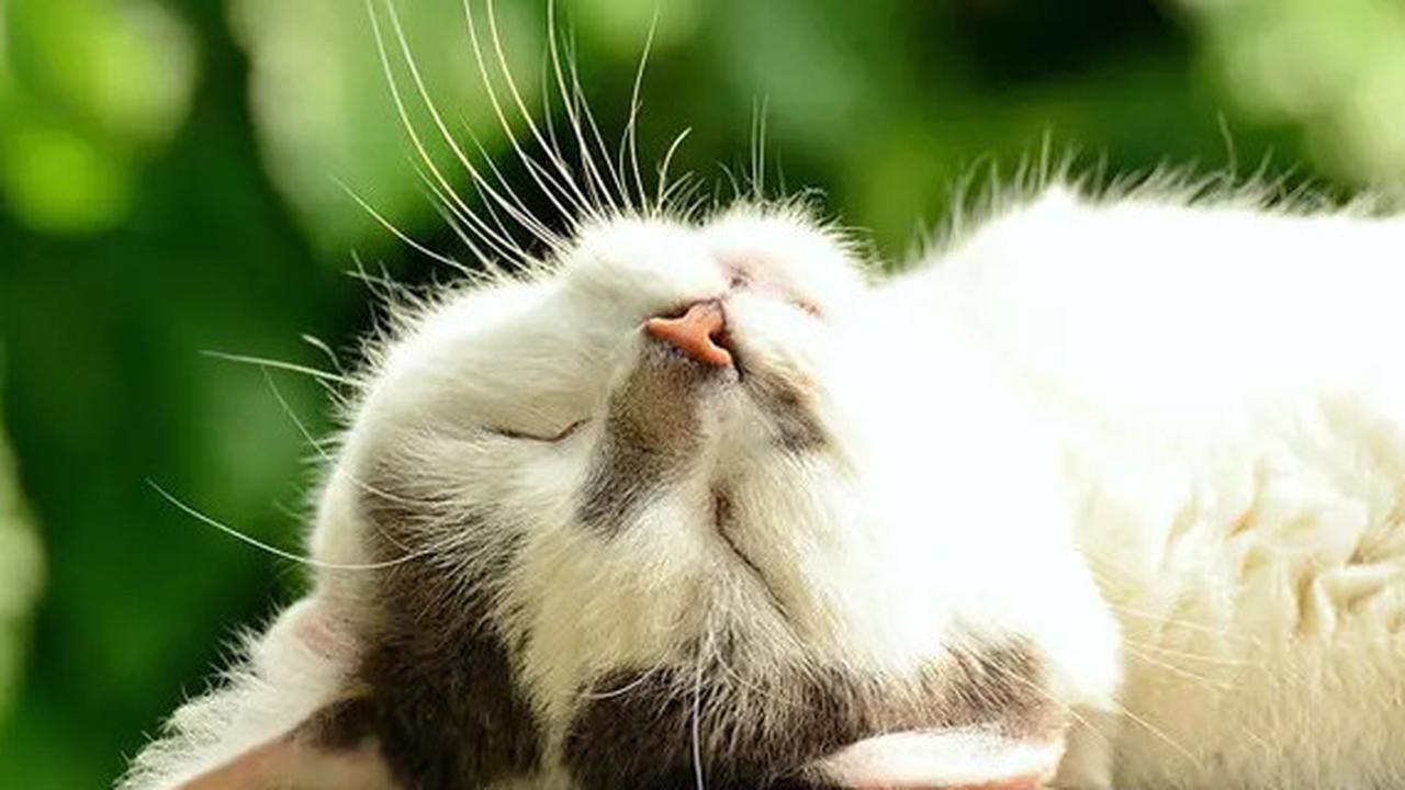 9 Tanda-Tanda Rabies pada Kucing: Pahami Diagnosis dan Cara Pencegahannya