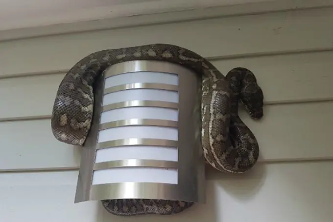 Dapatkah Anda menemukan keberadaan ular di beranda rumah ini? (Snake Out Brisbane Snake Catchers)