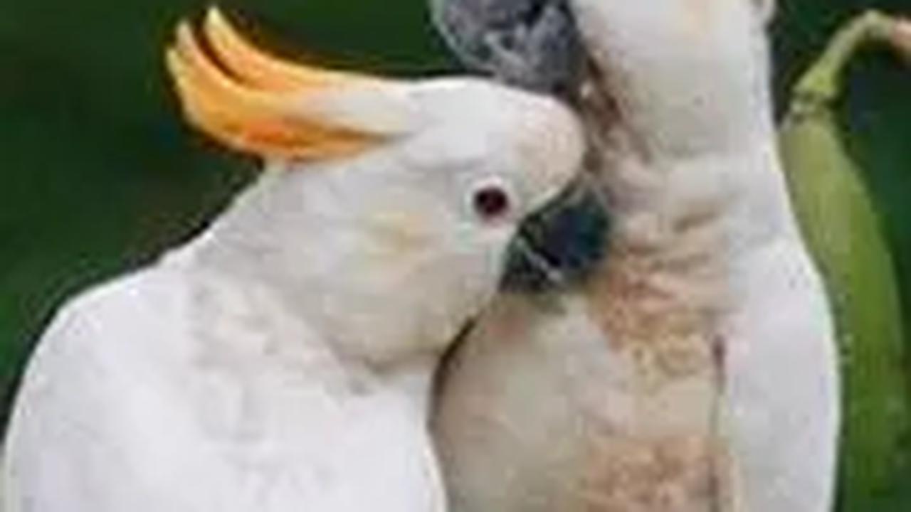 Ke-25 burung langka itu mulai hari ini dilepasliarkan ke habitat aslinya di Maluku dan Sorong, Papua Barat. Sesuai jadwal, ada 10 ekor yang dilepasliarkan di Sorong. Sedangkan sisa 15 ekor lainnya dilepasliarkan di Maluku.