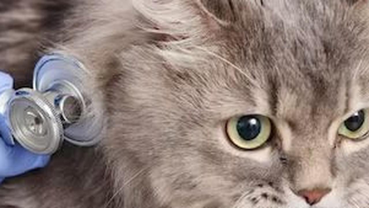 Ciri-ciri Kucing Sedang Sakit, Perlu Dipahami Pemilik