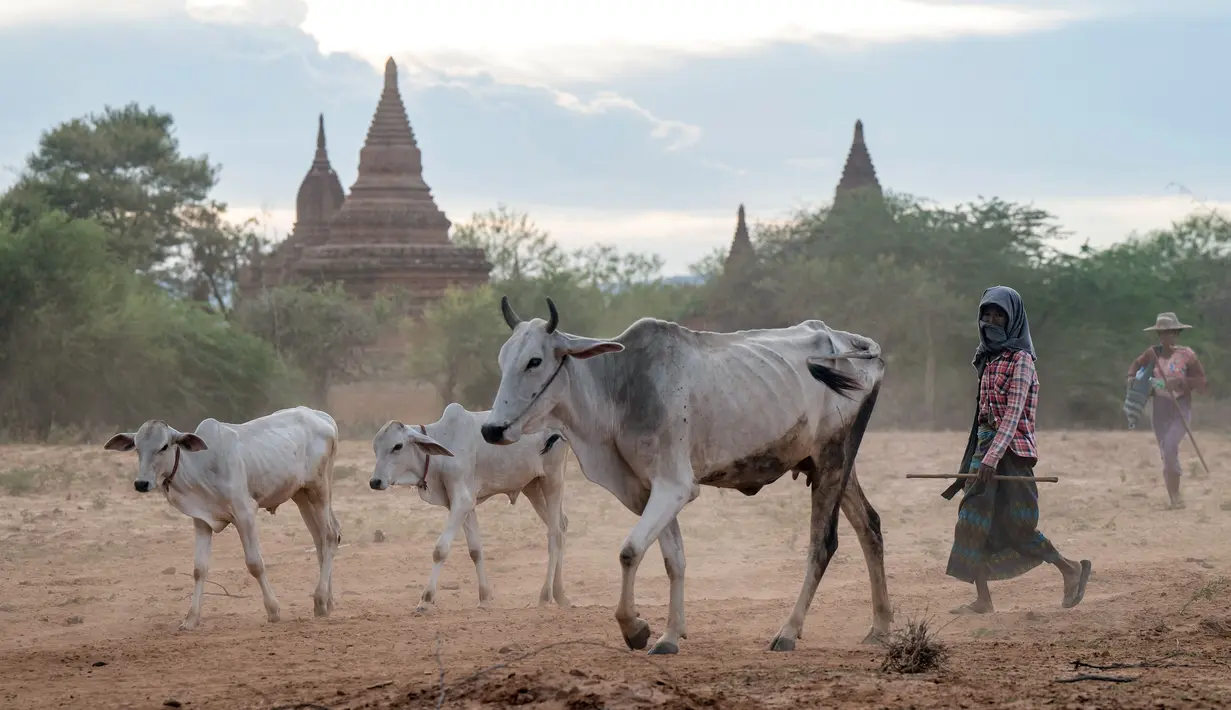 Foto yang diambil pada 8 Juli 2024 ini menunjukkan para penggembala berjalan bersama ternak melewati kuil-kuil di Bagan di Kawasan Mandalay tengah Myanmar. (Sai Aung MAIN / AFP)