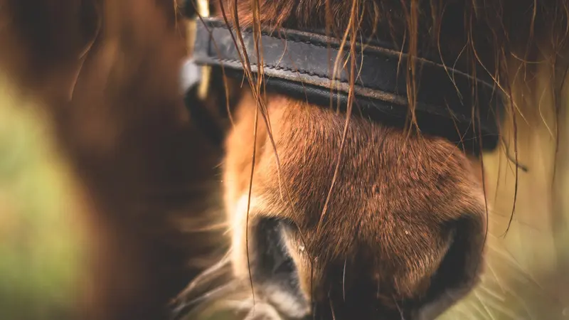 10 Tahun Tak Dipotong, Begini Penampakan Bulu dan Kuku Kuda Poni