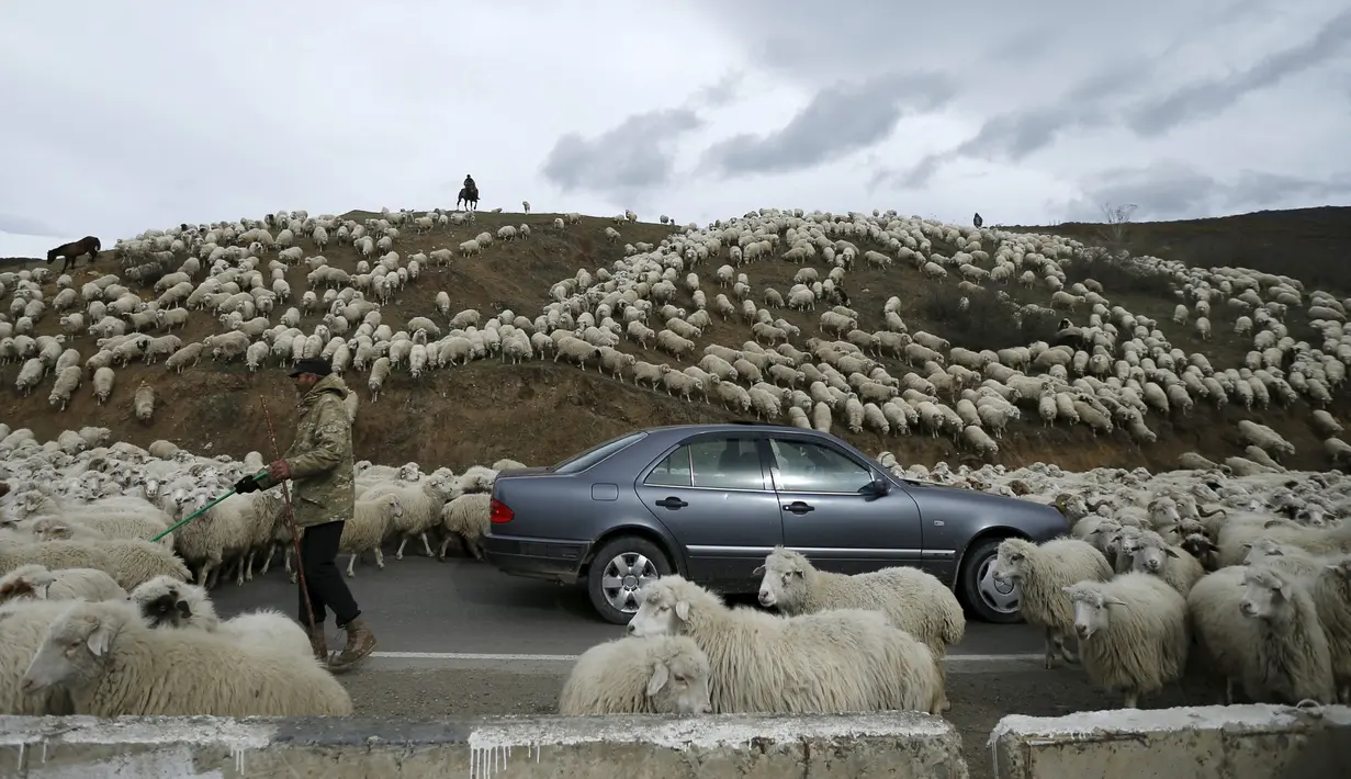 Sebuah mobil dikerumuni domba yang baru kembali merumput di pinggiran Tbilisi, Georgia, Rabu (11/11). Dalam setahun di Georgia mengalami 2 musim yang membuat domba dan peternaknya berpindah mencari rumput di tempat lain. (REUTERS / David Mdzinarishvili)