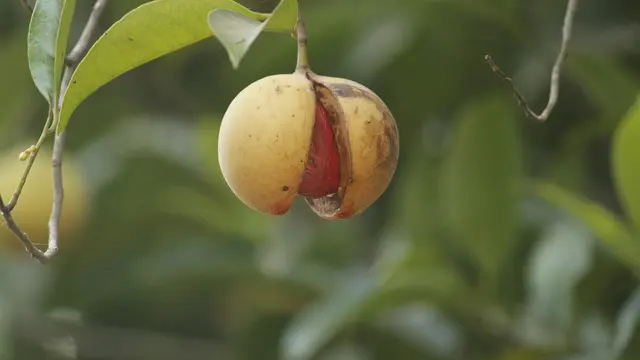 Buah pala