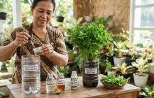 7 Cara Menanam Seledri di Botol Bekas agar Tumbuh Rimbun, Dijamin Berhasil