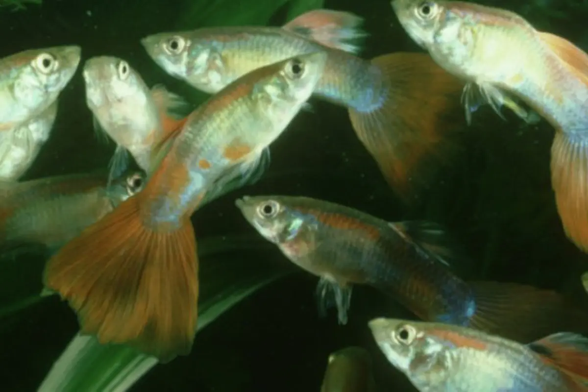 Meskipun Sudah Mati, Ikan Ini Mampu Berkembang Biak