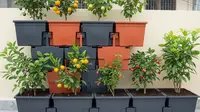 9 Konsep Kebun Buah Tabulampot yang Cocok untuk Rumah Type 27, Panen Segar di Lahan Terbatas