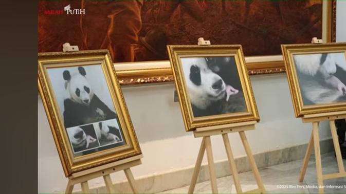 Prabowo Perkenalkan Bayi Panda ke Ketua MPR China: Namanya Satrio Wiratama