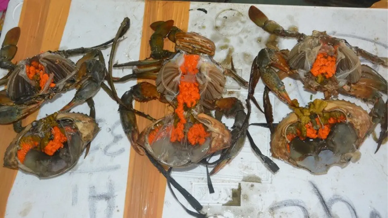 Petugas berhasil menggagalkan penyelundupan kepiting di Medan.